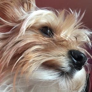 Meet your Posher, Layla